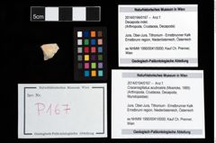 Foto (Objekt + Etikett) von Cracensigillatus acutirostris (Moericke, 1889)  (NHMW-GEO-2014-0194-0167)